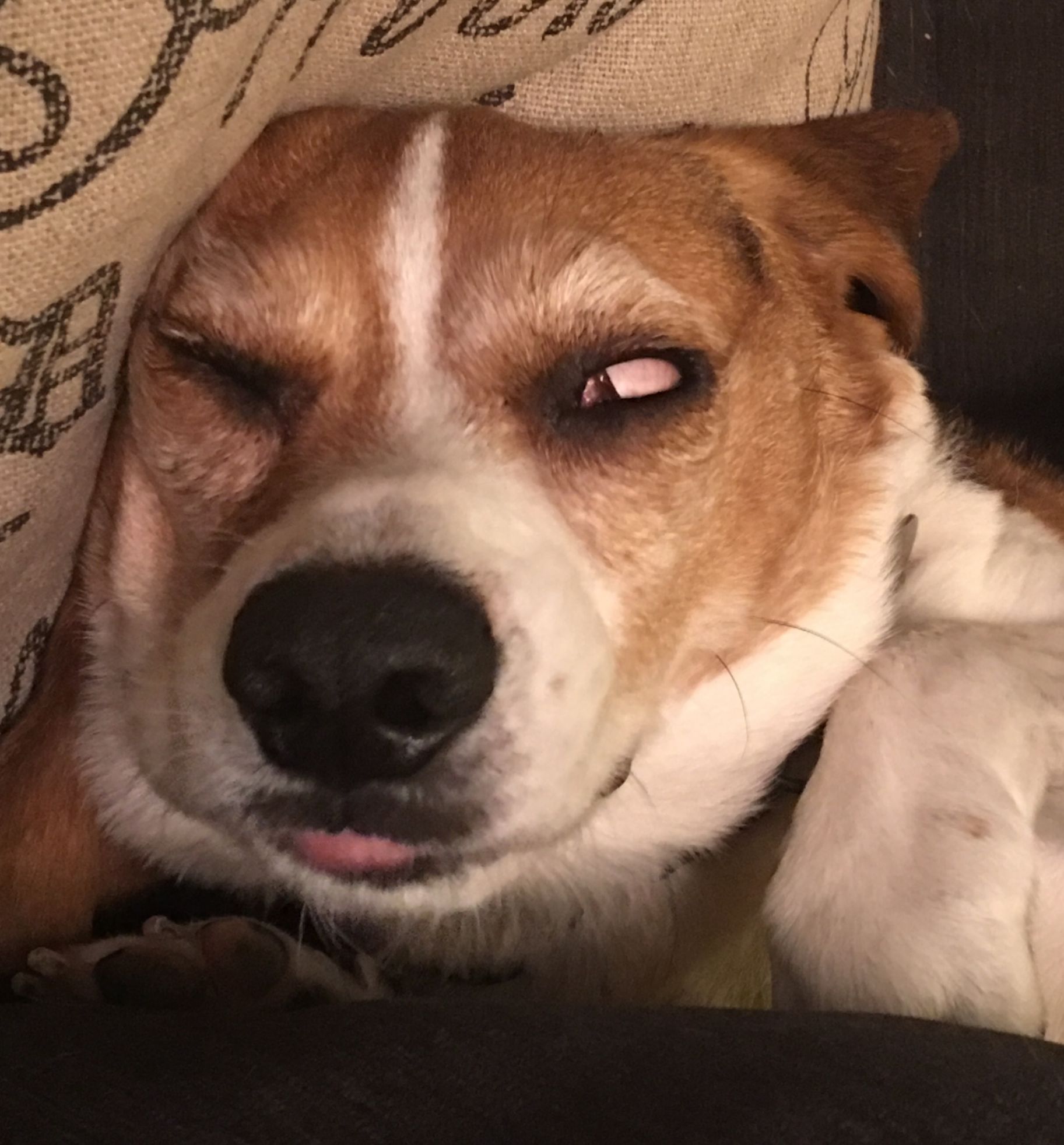 High Quality Beagle Blank Meme Template