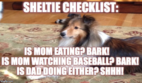 Sheltie Checklist | SHELTIE CHECKLIST:; IS MOM EATING? BARK!    IS MOM WATCHING BASEBALL? BARK! IS DAD DOING EITHER? SHHH! | image tagged in dogs | made w/ Imgflip meme maker
