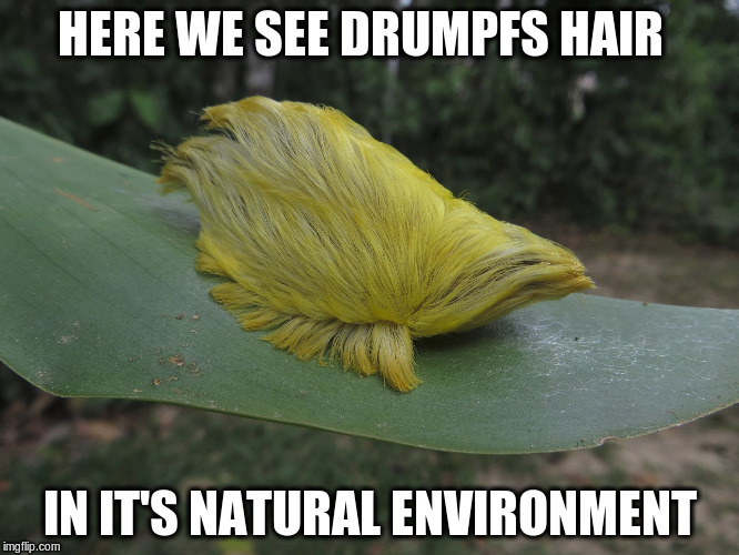 HERE WE SEE DRUMPFS HAIR; IN IT'S NATURAL ENVIRONMENT | image tagged in donald drumpf,hair,insects | made w/ Imgflip meme maker