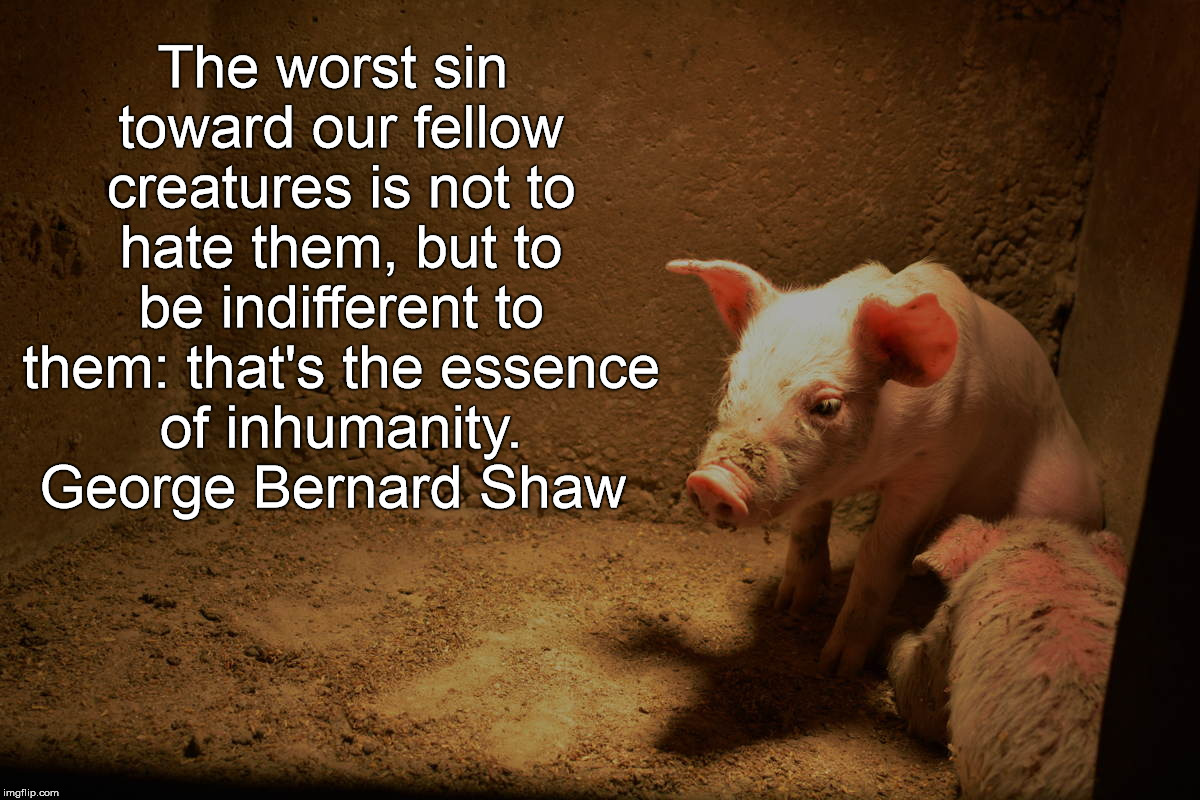 pig farming | The worst sin toward our fellow creatures is not to hate them, but to be indifferent to them: that's the essence of inhumanity. George Bernard Shaw | image tagged in cruel,pig,farm | made w/ Imgflip meme maker