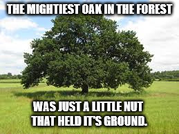 Mighty Oak | THE MIGHTIEST OAK IN THE FOREST; WAS JUST A LITTLE NUT THAT HELD IT'S GROUND. | image tagged in oak tree,nut | made w/ Imgflip meme maker