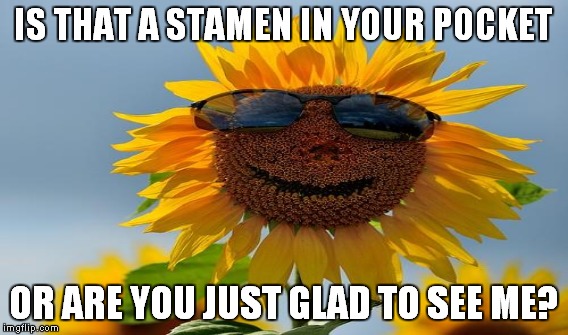 IS THAT A STAMEN IN YOUR POCKET OR ARE YOU JUST GLAD TO SEE ME? | made w/ Imgflip meme maker