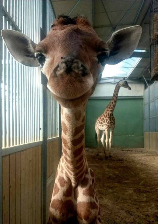 High Quality baby giraffe Blank Meme Template