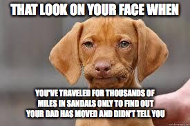Disappointed Dog | THAT LOOK ON YOUR FACE WHEN; YOU'VE TRAVELED FOR THOUSANDS OF MILES IN SANDALS ONLY TO FIND OUT YOUR DAD HAS MOVED AND DIDN'T TELL YOU | image tagged in disappointed dog | made w/ Imgflip meme maker