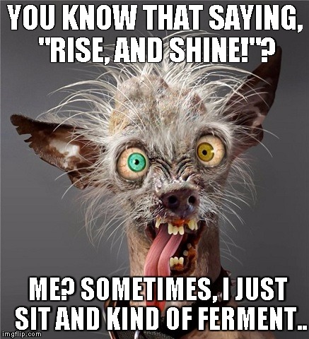 Me Monday morning |  YOU KNOW THAT SAYING, "RISE, AND SHINE!"? ME? SOMETIMES, I JUST SIT AND KIND OF FERMENT.. | image tagged in me monday morning | made w/ Imgflip meme maker