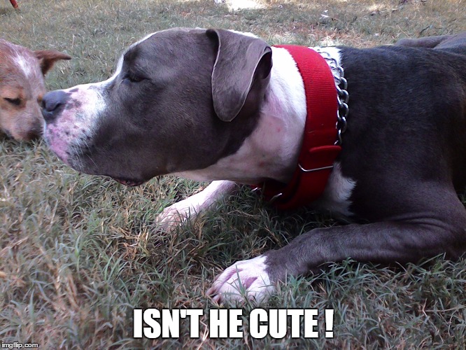 ISN'T HE CUTE ! | image tagged in texas | made w/ Imgflip meme maker