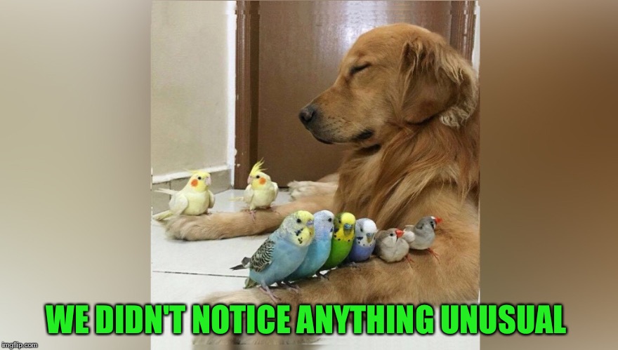 WE DIDN'T NOTICE ANYTHING UNUSUAL | made w/ Imgflip meme maker