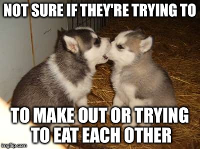 Cute Puppies Meme | NOT SURE IF THEY'RE TRYING TO; TO MAKE OUT OR TRYING TO EAT EACH OTHER | image tagged in memes,cute puppies | made w/ Imgflip meme maker