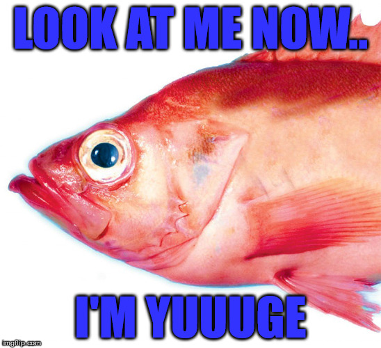 Red Herring | LOOK AT ME NOW.. I'M YUUUGE | image tagged in red herring | made w/ Imgflip meme maker