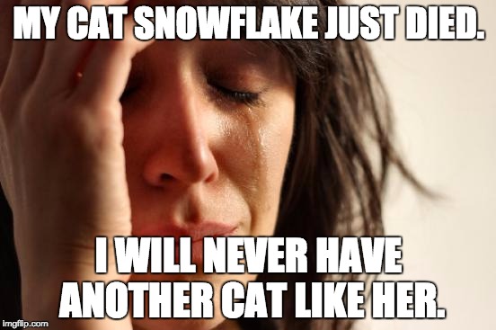 First World Problems | MY CAT SNOWFLAKE JUST DIED. I WILL NEVER HAVE ANOTHER CAT LIKE HER. | image tagged in memes,first world problems | made w/ Imgflip meme maker