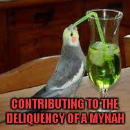 No drunken birds were used in the making of this meme.  (It was apple Kool-Aid) | CONTRIBUTING TO THE DELIQUENCY OF A MYNAH | image tagged in mynah bird drinking | made w/ Imgflip meme maker