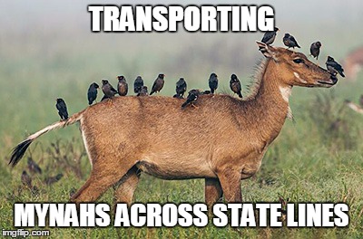 TRANSPORTING MYNAHS ACROSS STATE LINES | made w/ Imgflip meme maker