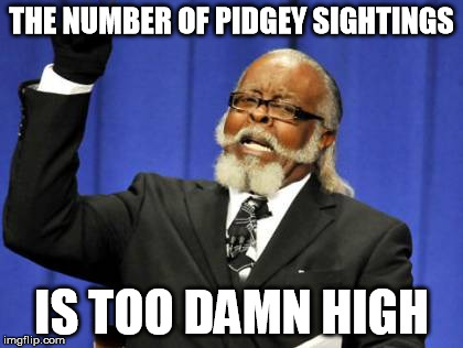 I don't want another rattata or caterpie either | THE NUMBER OF PIDGEY SIGHTINGS; IS TOO DAMN HIGH | image tagged in memes,too damn high | made w/ Imgflip meme maker