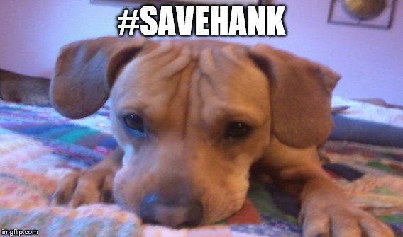 #savehank | #SAVEHANK | image tagged in memes | made w/ Imgflip meme maker