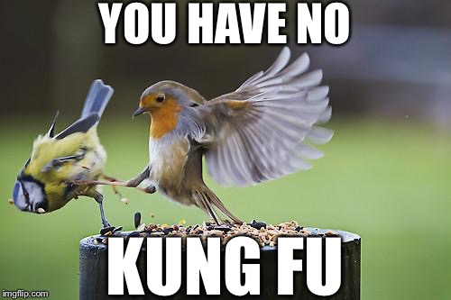 Kicking Sparrow | YOU HAVE NO; KUNG FU | image tagged in bird sparta | made w/ Imgflip meme maker
