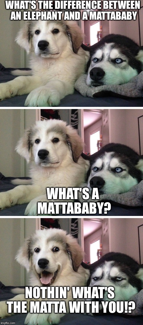 Dog bad joke | WHAT'S THE DIFFERENCE BETWEEN AN ELEPHANT AND A MATTABABY; WHAT'S A MATTABABY? NOTHIN' WHAT'S THE MATTA WITH YOU!? | image tagged in dog bad joke | made w/ Imgflip meme maker