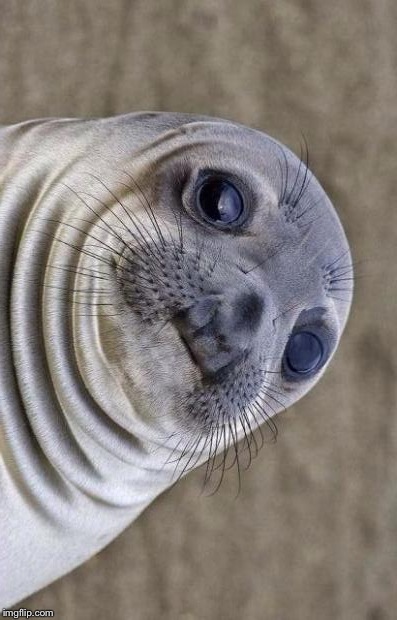 Awkward Moment Sealion Meme | . | image tagged in memes,awkward moment sealion | made w/ Imgflip meme maker