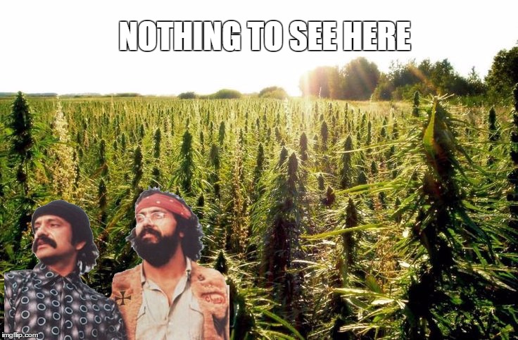 money does grow on trees  | NOTHING TO SEE HERE | image tagged in memes,cheech and chong,420,420 blaze it,field of dreams | made w/ Imgflip meme maker