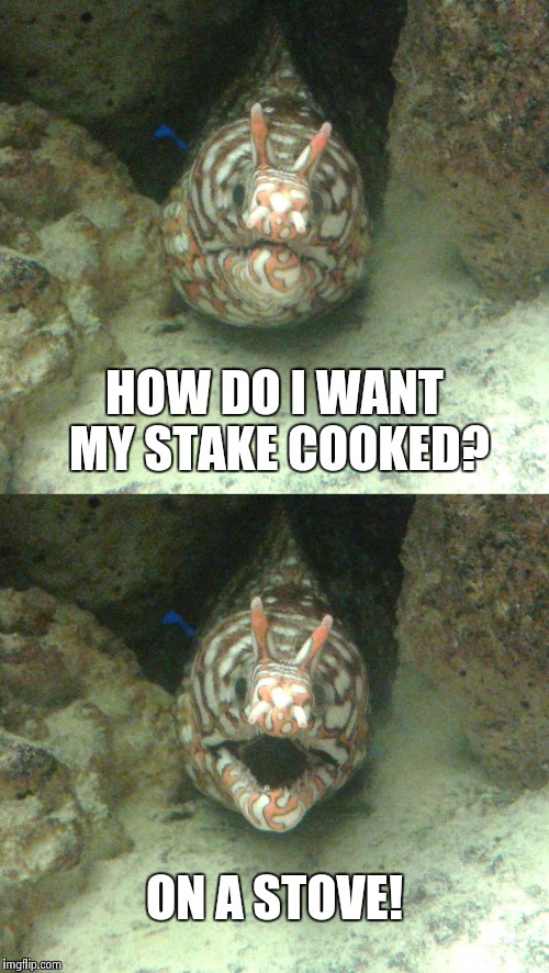 New Bad Pun Eel | HOW DO I WANT MY STAKE COOKED? ON A STOVE! | image tagged in meme,new meme,bad joke eel | made w/ Imgflip meme maker