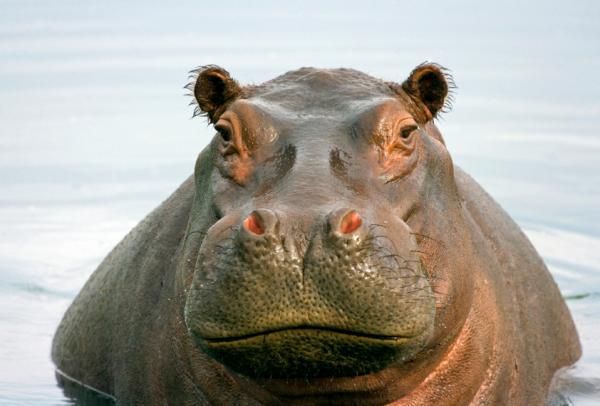 Homophobic Hippo Says Blank Meme Template