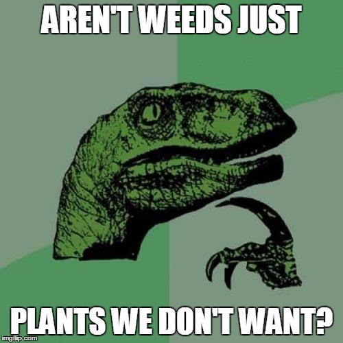 Philosoraptor Meme | AREN'T WEEDS JUST; PLANTS WE DON'T WANT? | image tagged in memes,philosoraptor | made w/ Imgflip meme maker