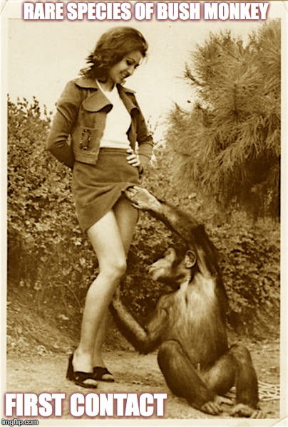Rare Species of "Bush Monkey" Found | RARE SPECIES OF BUSH MONKEY; FIRST CONTACT | image tagged in monkey business,upskirt,humor | made w/ Imgflip meme maker