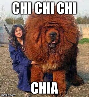 Big Red Dog | CHI CHI CHI; CHIA | image tagged in big red dog | made w/ Imgflip meme maker
