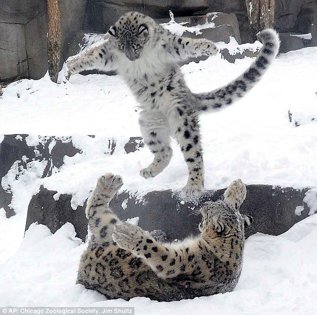snow leopard Blank Meme Template