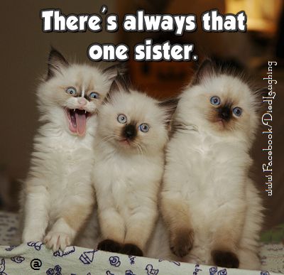 High Quality sister cats Blank Meme Template