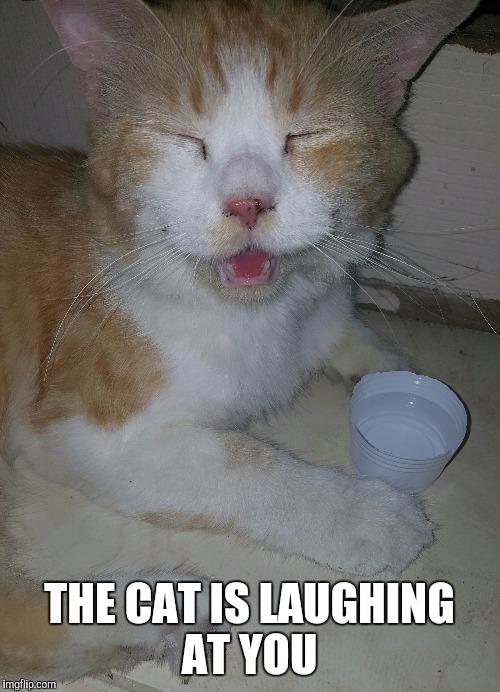 The Cat Is Laughing At You | THE CAT IS LAUGHING AT YOU | image tagged in cat,laughing,laughing cat,laughing at you | made w/ Imgflip meme maker