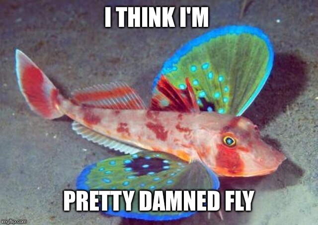 I THINK I'M PRETTY DAMNED FLY | made w/ Imgflip meme maker