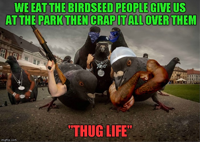 I hear pigeons are pretty good eatin'... | WE EAT THE BIRDSEED PEOPLE GIVE US AT THE PARK THEN CRAP IT ALL OVER THEM; "THUG LIFE" | image tagged in pigeon gangstas,memes,funny animals,funny,animals,pigeons | made w/ Imgflip meme maker