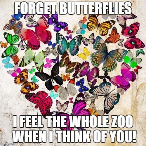 Forget Butterflies | FORGET BUTTERFLIES; I FEEL THE WHOLE ZOO WHEN I THINK OF YOU! | image tagged in feelings,love | made w/ Imgflip meme maker