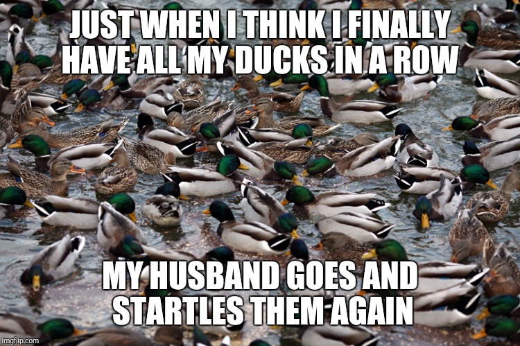 Oh duck! Not again. | JUST WHEN I THINK I FINALLY HAVE ALL MY DUCKS IN A ROW; MY HUSBAND GOES AND STARTLES THEM AGAIN | image tagged in look at all of the ducks i give,memes | made w/ Imgflip meme maker