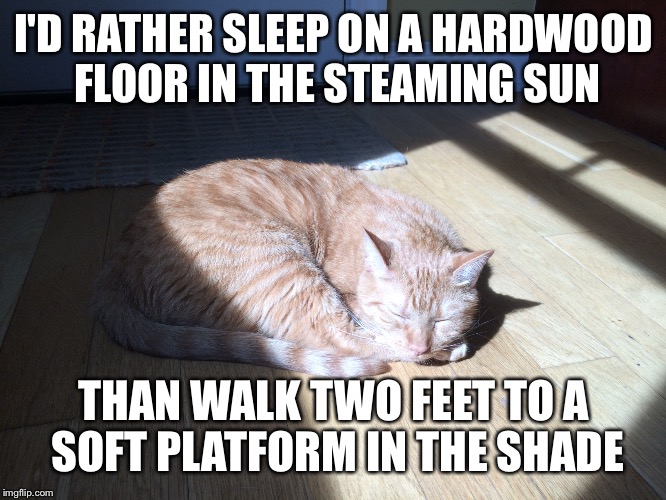 Laziness In A Nutshell | I'D RATHER SLEEP ON A HARDWOOD FLOOR IN THE STEAMING SUN; THAN WALK TWO FEET TO A SOFT PLATFORM IN THE SHADE | image tagged in cats | made w/ Imgflip meme maker