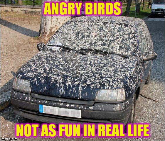 ANGRY BIRDS NOT AS FUN IN REAL LIFE | made w/ Imgflip meme maker