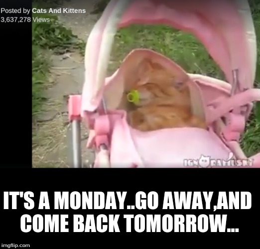 IT'S A MONDAY..GO AWAY,AND COME BACK TOMORROW... | image tagged in pet humor | made w/ Imgflip meme maker
