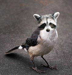 Raccoon bird Blank Meme Template