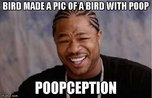 Yo Dawg Heard You Meme | BIRD MADE A PIC OF A BIRD WITH POOP POOPCEPTION | image tagged in memes,yo dawg heard you | made w/ Imgflip meme maker