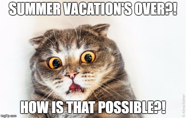 horrified cat SUMMER VACATION'S OVER?! 