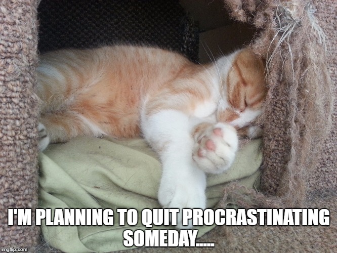 Procrastination | I'M PLANNING TO QUIT PROCRASTINATING SOMEDAY..... | image tagged in cats,procrastination,lazy,maybe someday | made w/ Imgflip meme maker