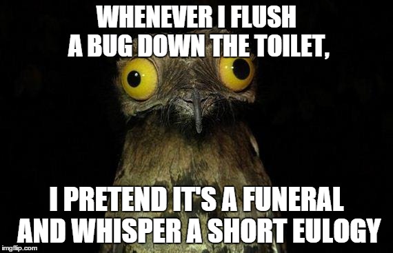 Am I alone? | WHENEVER I FLUSH A BUG DOWN THE TOILET, I PRETEND IT'S A FUNERAL AND WHISPER A SHORT EULOGY | image tagged in memes,weird stuff i do potoo,royal flush,funeral | made w/ Imgflip meme maker