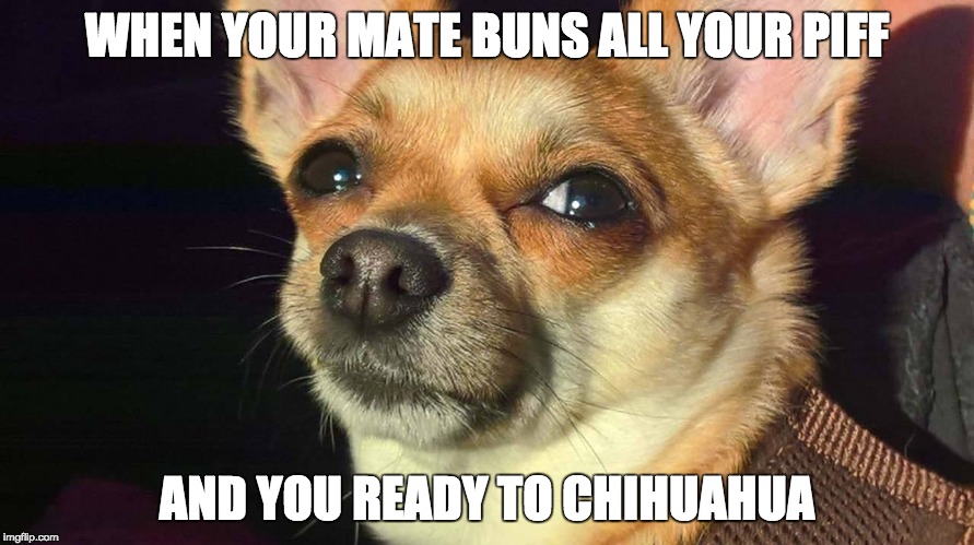 Merk the angry Chihuahua | WHEN YOUR MATE BUNS ALL YOUR PIFF; AND YOU READY TO CHIHUAHUA | image tagged in merk chihuahua,chihuahua,angry,eyes | made w/ Imgflip meme maker