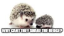 Hegehogs | WHY CANT THEY SHARE THE HEDGE? | image tagged in memes | made w/ Imgflip meme maker