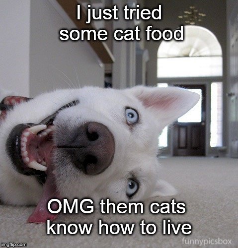Goofy Dog | I just tried some cat food; OMG them cats know how to live | image tagged in goofy dog,cat,cat food,funny,funny meme,funny dogs | made w/ Imgflip meme maker