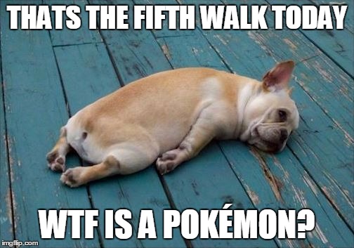 WTF is a Pokemon | THATS THE FIFTH WALK TODAY; WTF IS A POKÉMON? | image tagged in pokemon go,tired dog,pokemon,dog walking | made w/ Imgflip meme maker