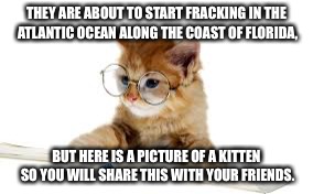 THEY ARE ABOUT TO START FRACKING IN THE ATLANTIC OCEAN ALONG THE COAST OF FLORIDA, BUT HERE IS A PICTURE OF A KITTEN SO YOU WILL SHARE THIS WITH YOUR FRIENDS. | image tagged in kitten,fracking,florida,atlantic | made w/ Imgflip meme maker