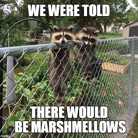 Just hangin' out but... | WE WERE TOLD; THERE WOULD BE MARSHMELLOWS | image tagged in raccoon,memes | made w/ Imgflip meme maker