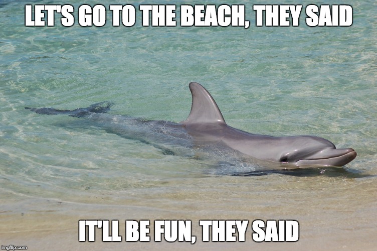LET'S GO TO THE BEACH, THEY SAID; IT'LL BE FUN, THEY SAID | image tagged in dolphin,beach | made w/ Imgflip meme maker