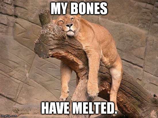 Tired Lion | MY BONES; HAVE MELTED. | image tagged in tired lion | made w/ Imgflip meme maker